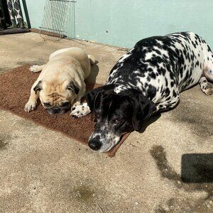 Meet your Posher, Pug Flip